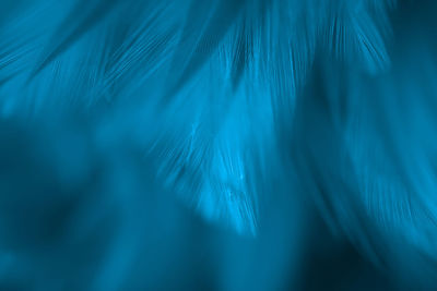 Full frame shot of blue feather