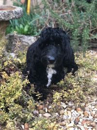 View of a dog on rock