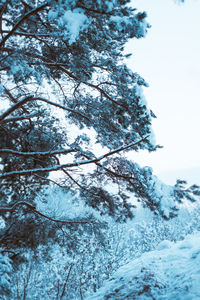 Low angle view of tree against sky during winter