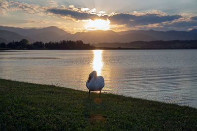 Bird on a lake