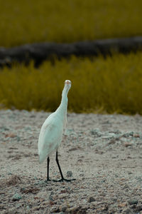 Side view of a bird on beach