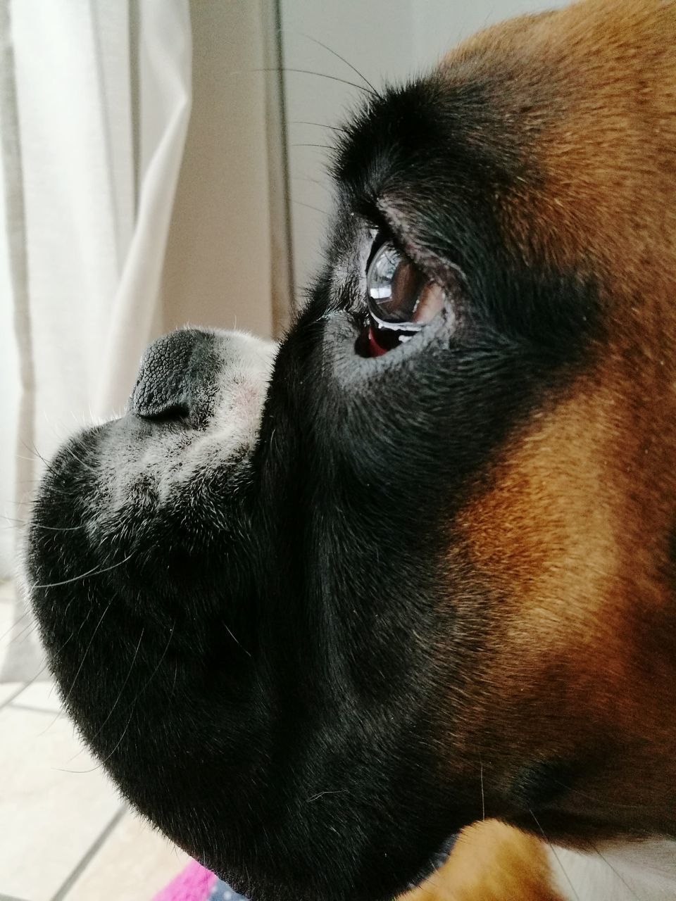 CLOSE-UP OF DOG LOOKING AWAY