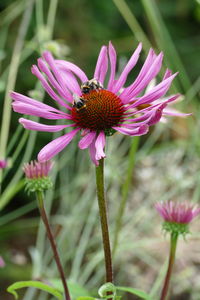 Close-up of honey bee pollinating on pink flower