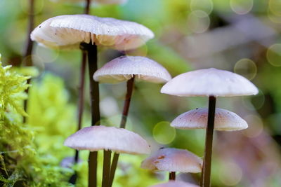Close-up of mushrooms growing on field