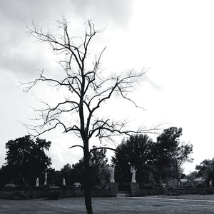 Bare tree against sky