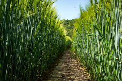 Footpath amidst crops on field