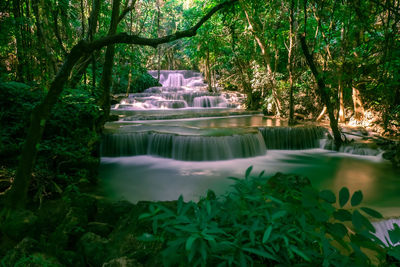 Scenic view of waterfall in forest