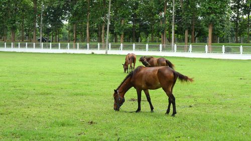 Horse in a field