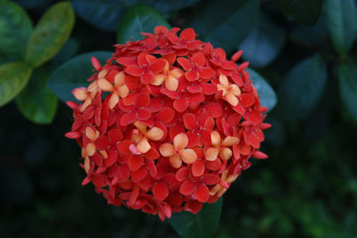 Close-up of red flowering plant