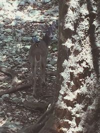 Deer in a forest