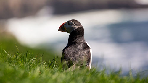 Close-up of black swan on grass