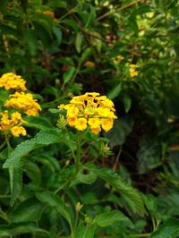 Close-up of yellow flowering plants on field
