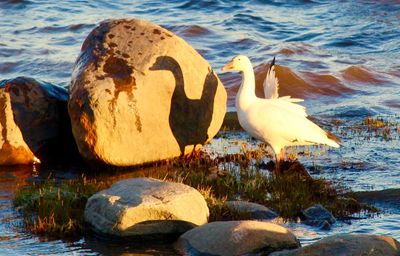 Close-up of swan on rock by lake