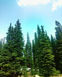 Low angle view of trees against sky