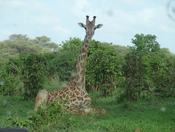 Giraffe in a field