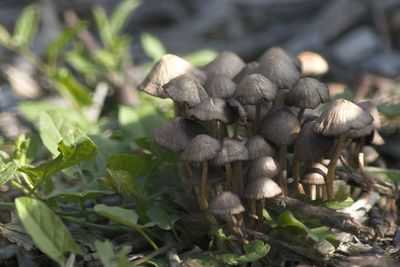 Close-up of mushrooms growing on land