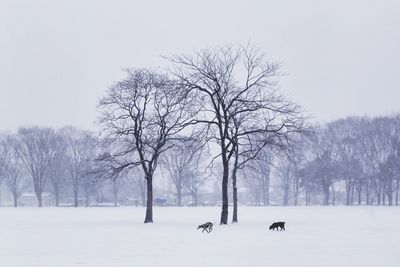 Two dogs playing in snowy park