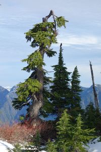 Tree on mountain against sky