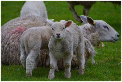 Portrait of sheep on field - lambs