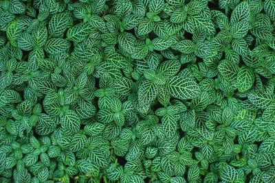 Full frame shot of green beans