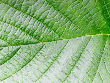 Full frame shot of leaf