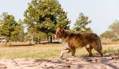 Side view of a horse on field