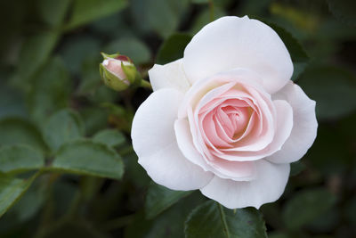 Close-up of white rose