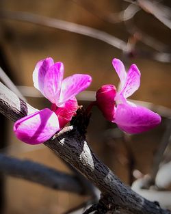 Close-up of pink flowers blooming outdoors