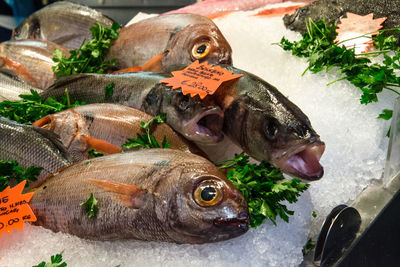 Close-up of fresh fish for sale at market