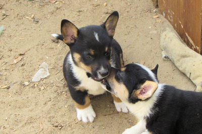 High angle portrait of puppy sitting outdoors