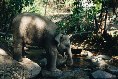 View of lion in forest