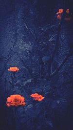 Close-up of orange flower