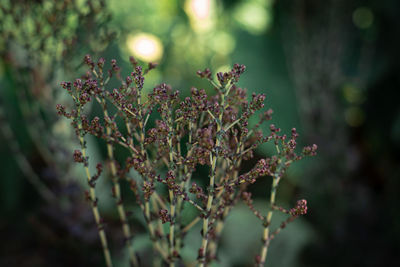 Close-up of flowering plant