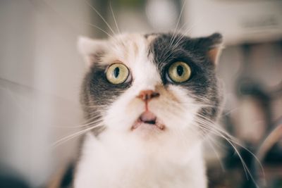 Close-up portrait of cat