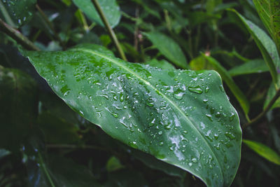 Close-up of wet plant leaves during rainy season