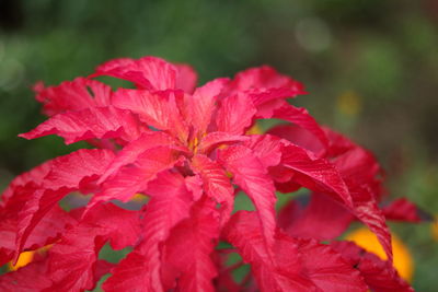 Close-up of red maple leaves on plant