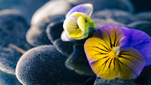 Close-up of yellow flowering plant