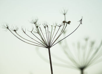 Close-up of flower against blurred background