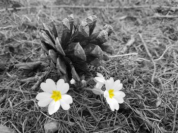 Close-up of crocus blooming on field