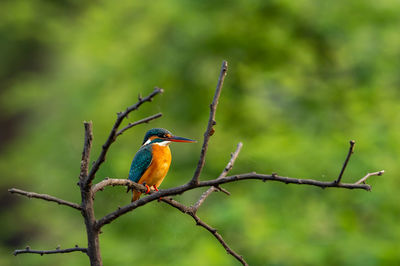 Bird perching on a branch