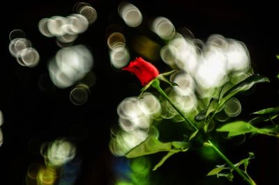 Close-up of roses against black background