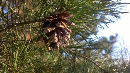 Low angle view of pine tree against sky