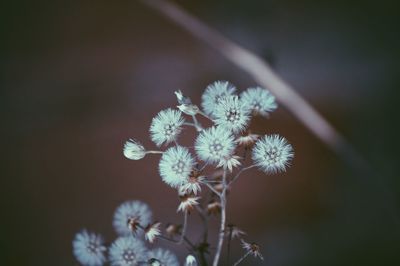 Close-up of flowers