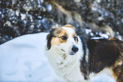 Close-up of dog during winter