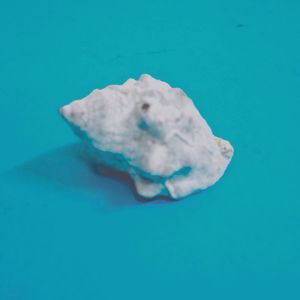 Close-up of coral underwater