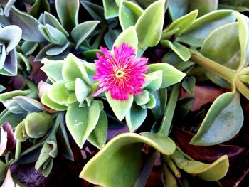 Close-up of pink flowering plant