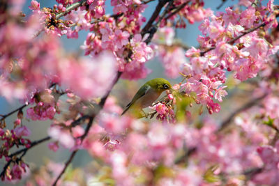 Pink cherry blossoms in spring