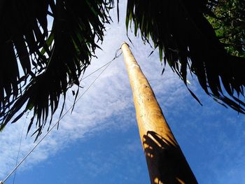 Low angle view of trees against sky