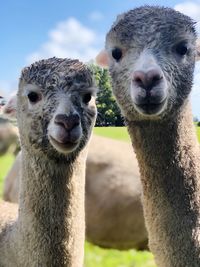 Portrait of sheep