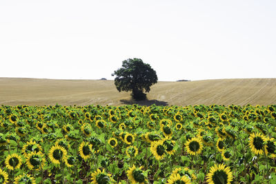 Scenic view of sunflower field against clear sky